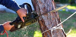 Best Tree Disease Treatment  in Jefferson City, TN