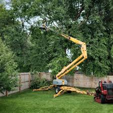 Best Sod Installation  in Jefferson City, TN