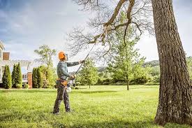 Best Tree Preservation Services  in Jefferson City, TN