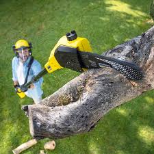 Best Tree Disease Treatment  in Jefferson City, TN