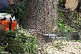 Best Firewood Processing and Delivery  in Jefferson City, TN