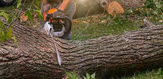 Best Tree Maintenance Programs  in Jefferson City, TN