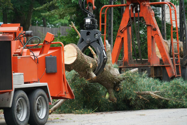 Best Tree Risk Assessment  in Jefferson City, TN
