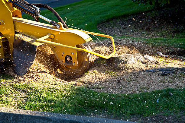 Best Arborist Consultation Services  in Jefferson City, TN