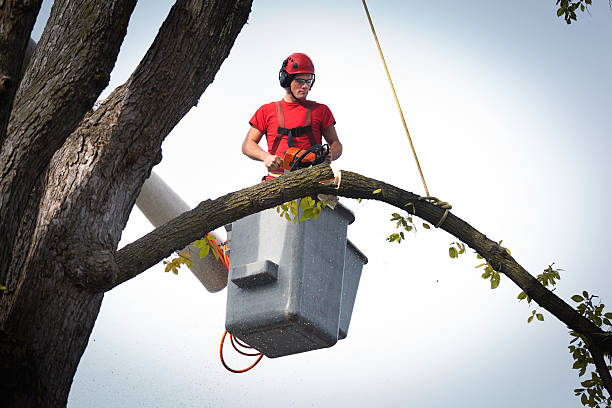 Best Hedge Trimming  in Jefferson City, TN