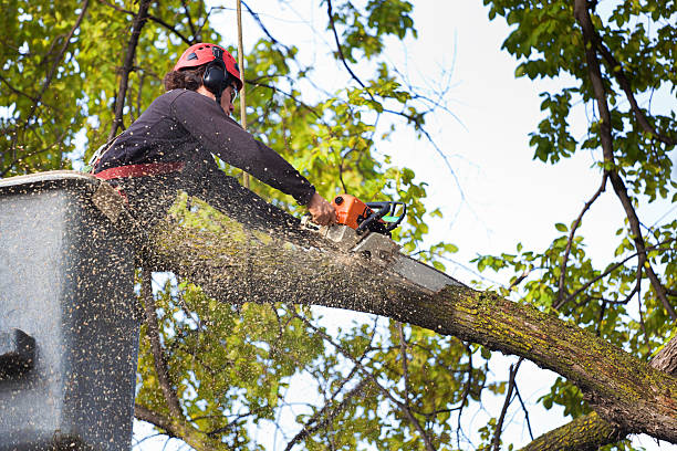  Jefferson City, TN Tree Removal Pros